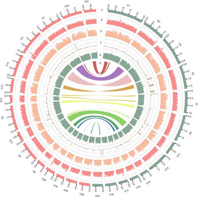 Genome Sequences of Two Strains of Prototheca wickerhamii Provide Insight Into the Protothecosis Evolution